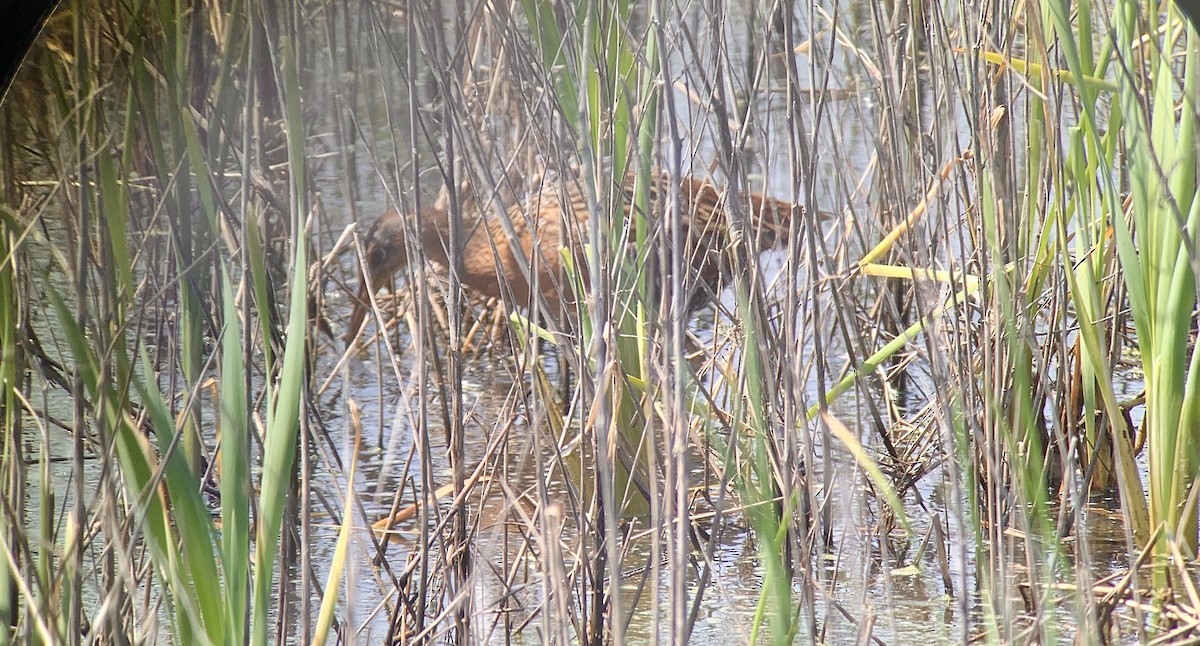 King Rail - ML638516614