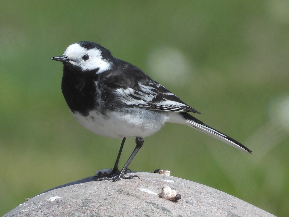 White Wagtail - ML638516618