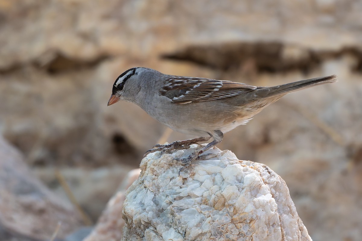 White-crowned Sparrow - ML638516620