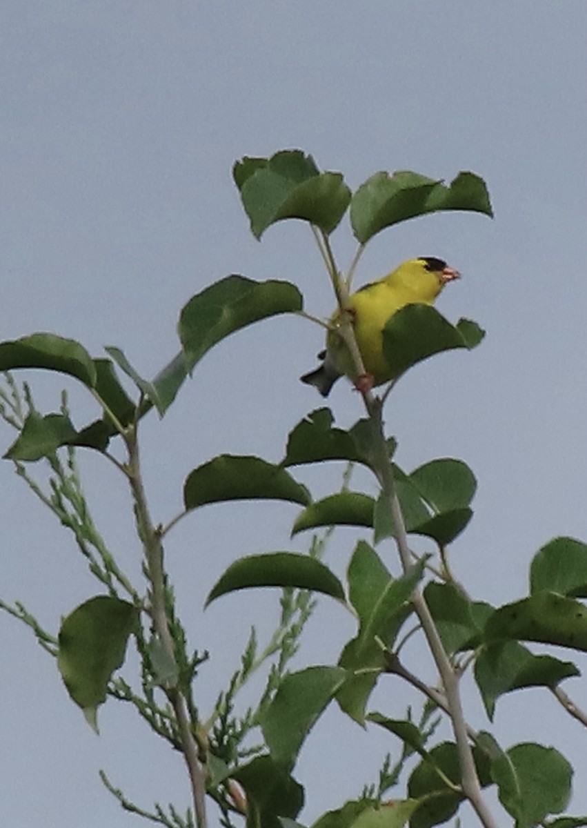 American Goldfinch - ML638516649