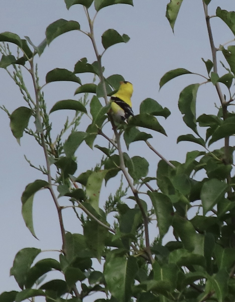 American Goldfinch - ML638516650