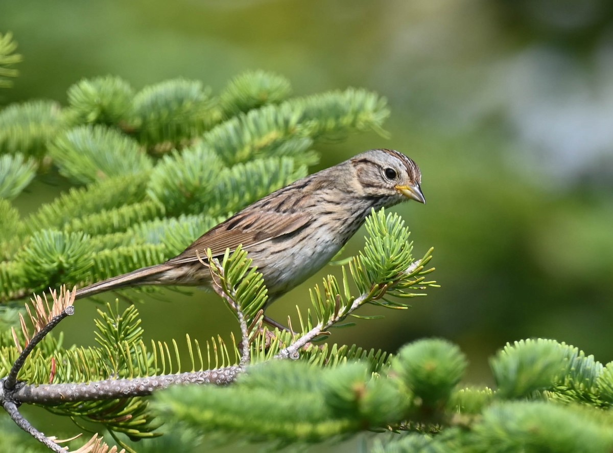 Lincoln's Sparrow - ML638516655