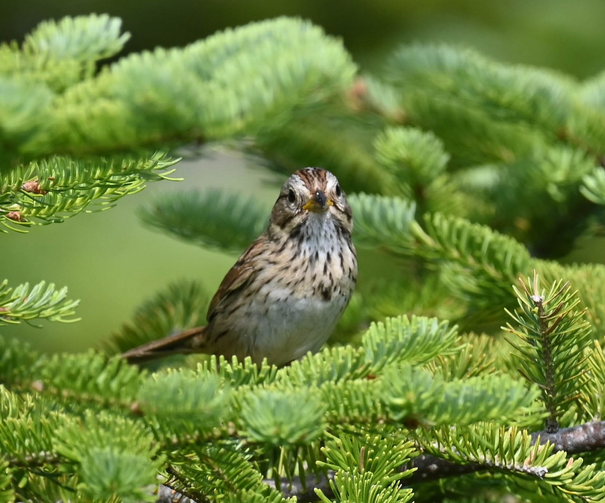 Lincoln's Sparrow - ML638516657