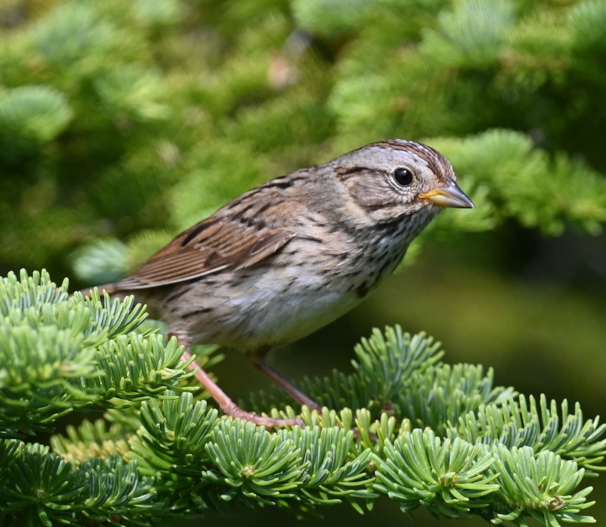Lincoln's Sparrow - ML638516660