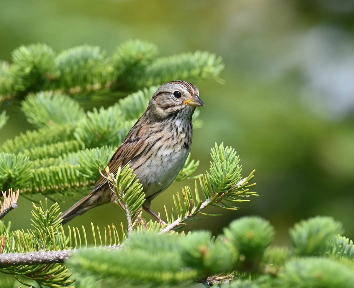 Lincoln's Sparrow - ML638516663
