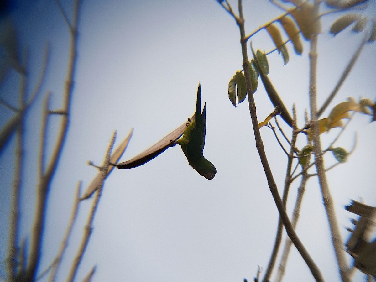 Pacific Parakeet - ML638516690