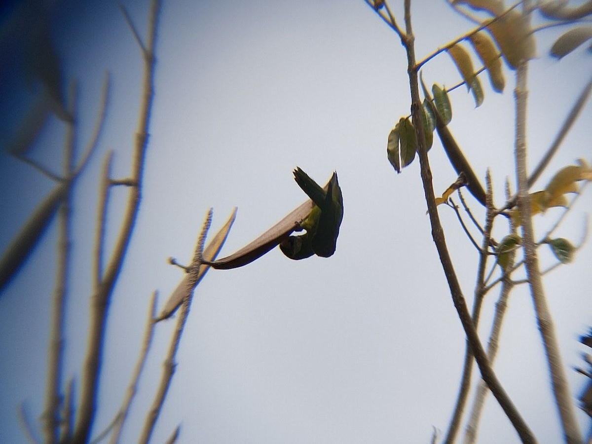 Pacific Parakeet - ML638516691