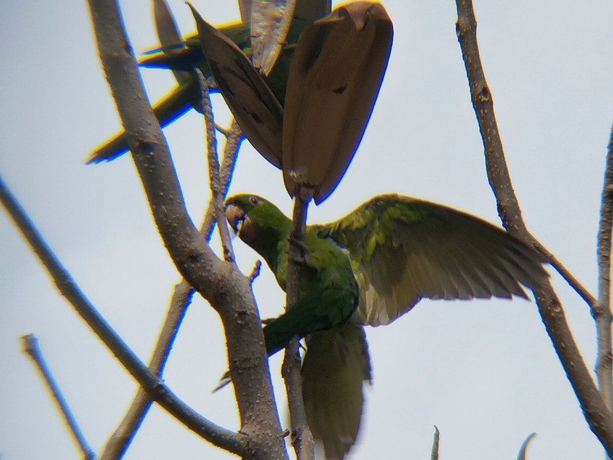 Pacific Parakeet - ML638516692