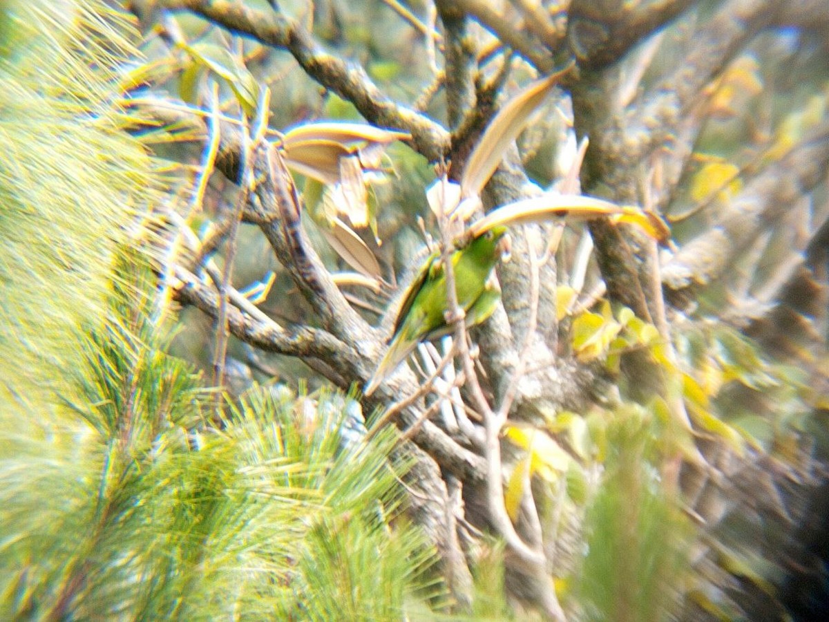 Pacific Parakeet - ML638516693
