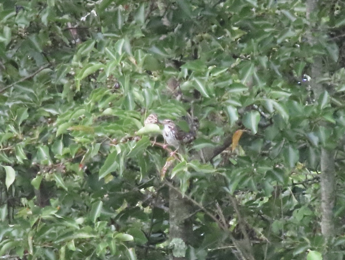 Song Sparrow - ML638516707