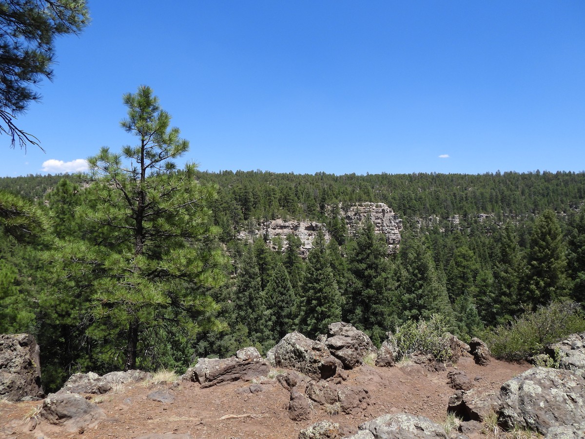 null - ML638516735