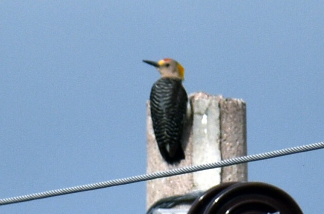 Golden-fronted Woodpecker - ML638516751
