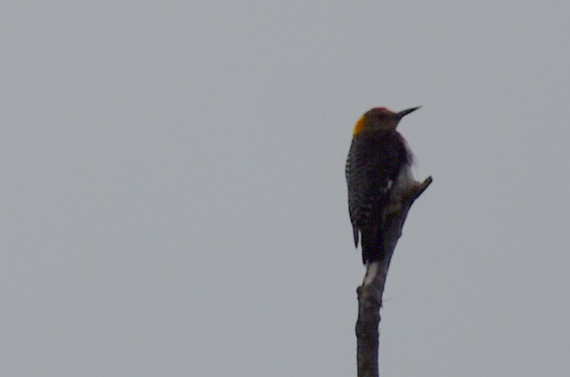 Golden-fronted Woodpecker - ML638516752