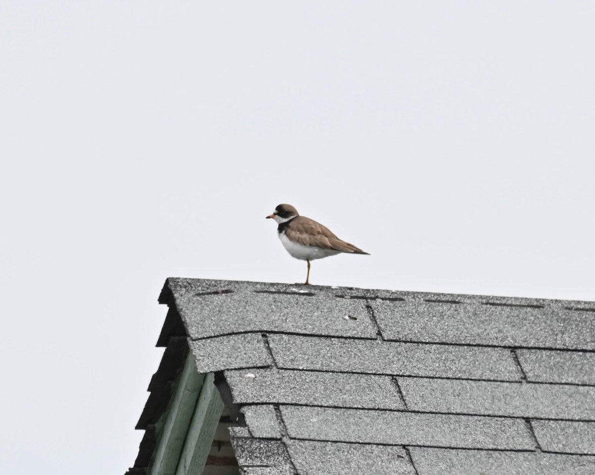 Semipalmated Plover - ML638516761