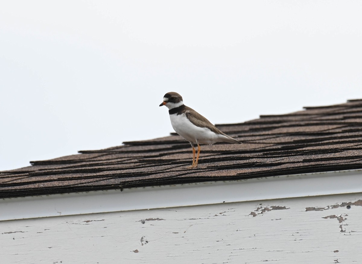Semipalmated Plover - ML638516762