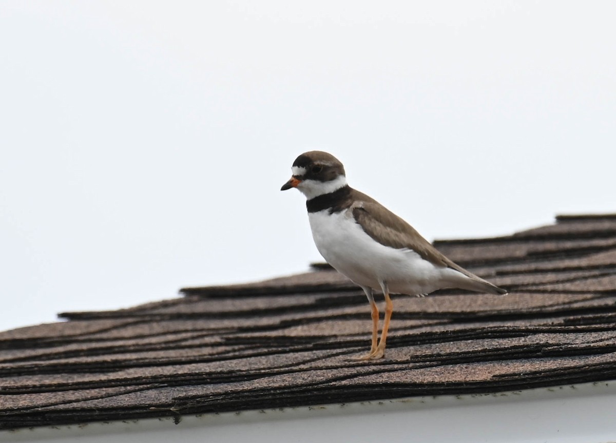 Semipalmated Plover - ML638516763