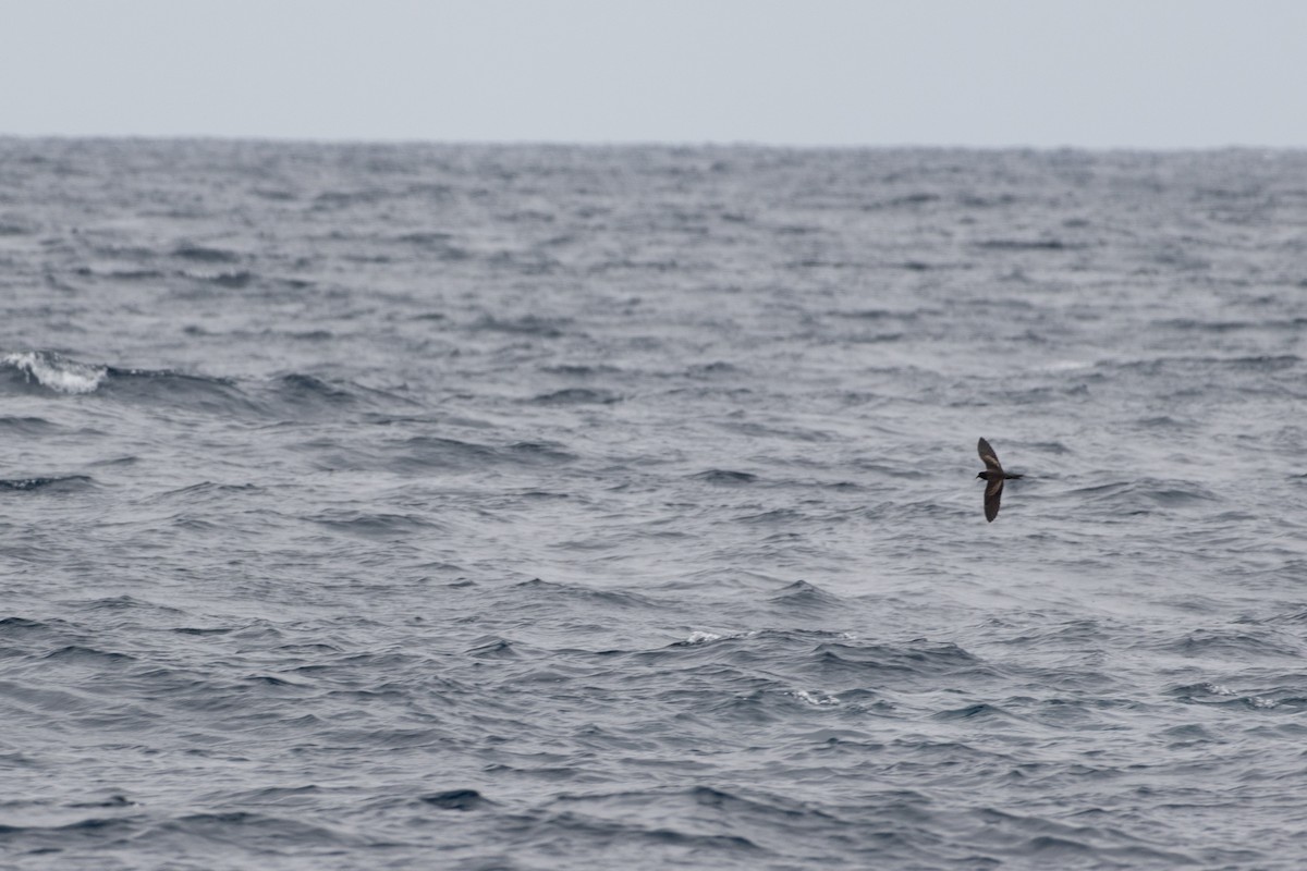 Black Storm-Petrel - ML638516765