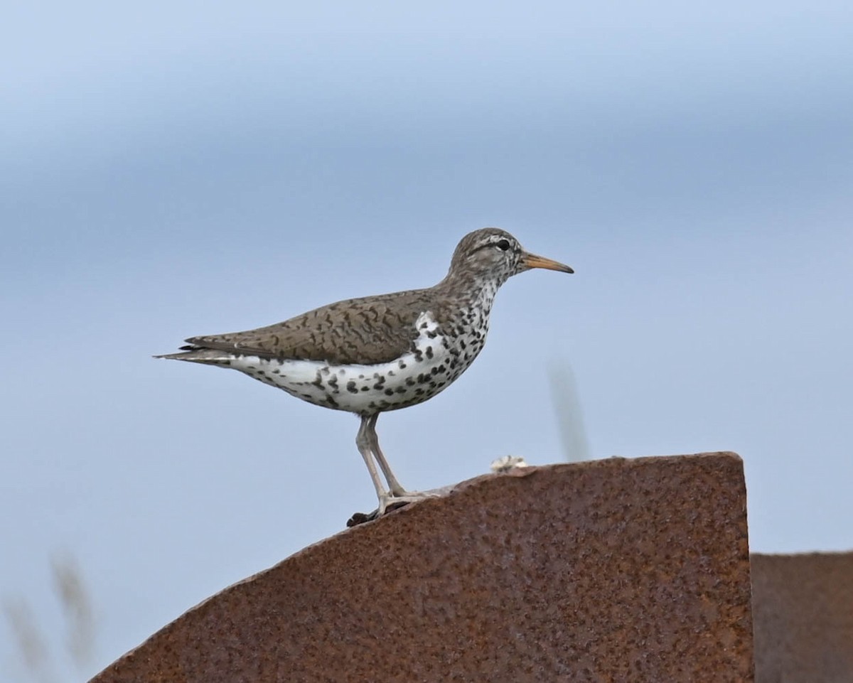 Spotted Sandpiper - ML638516778