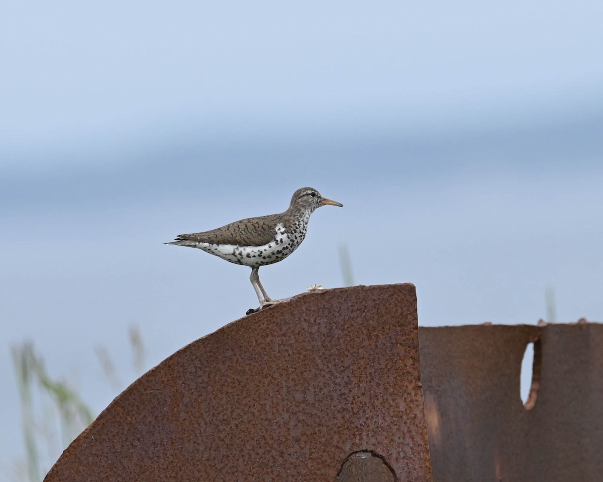 Spotted Sandpiper - ML638516779