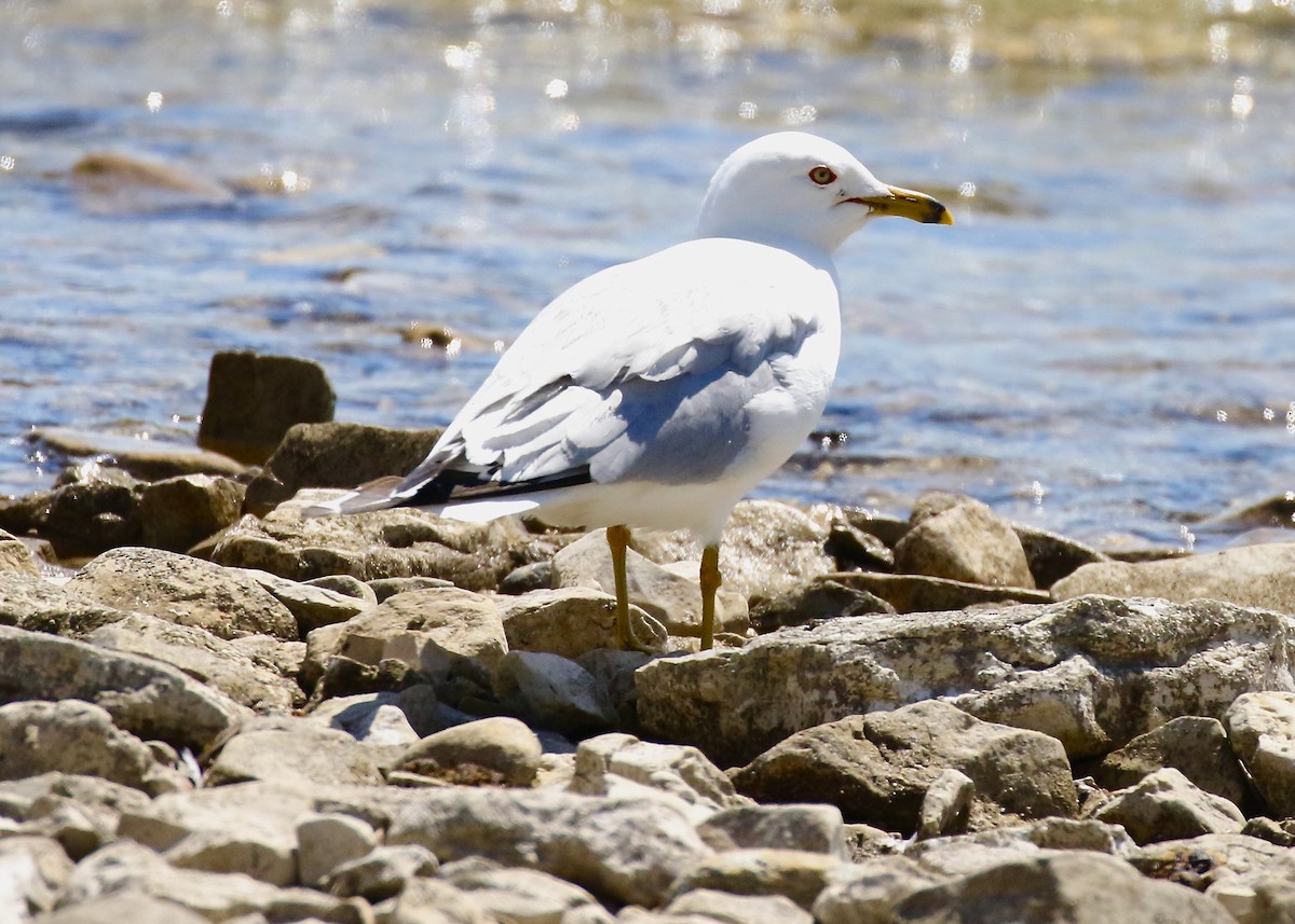 Ring-billed Gull - ML638516785