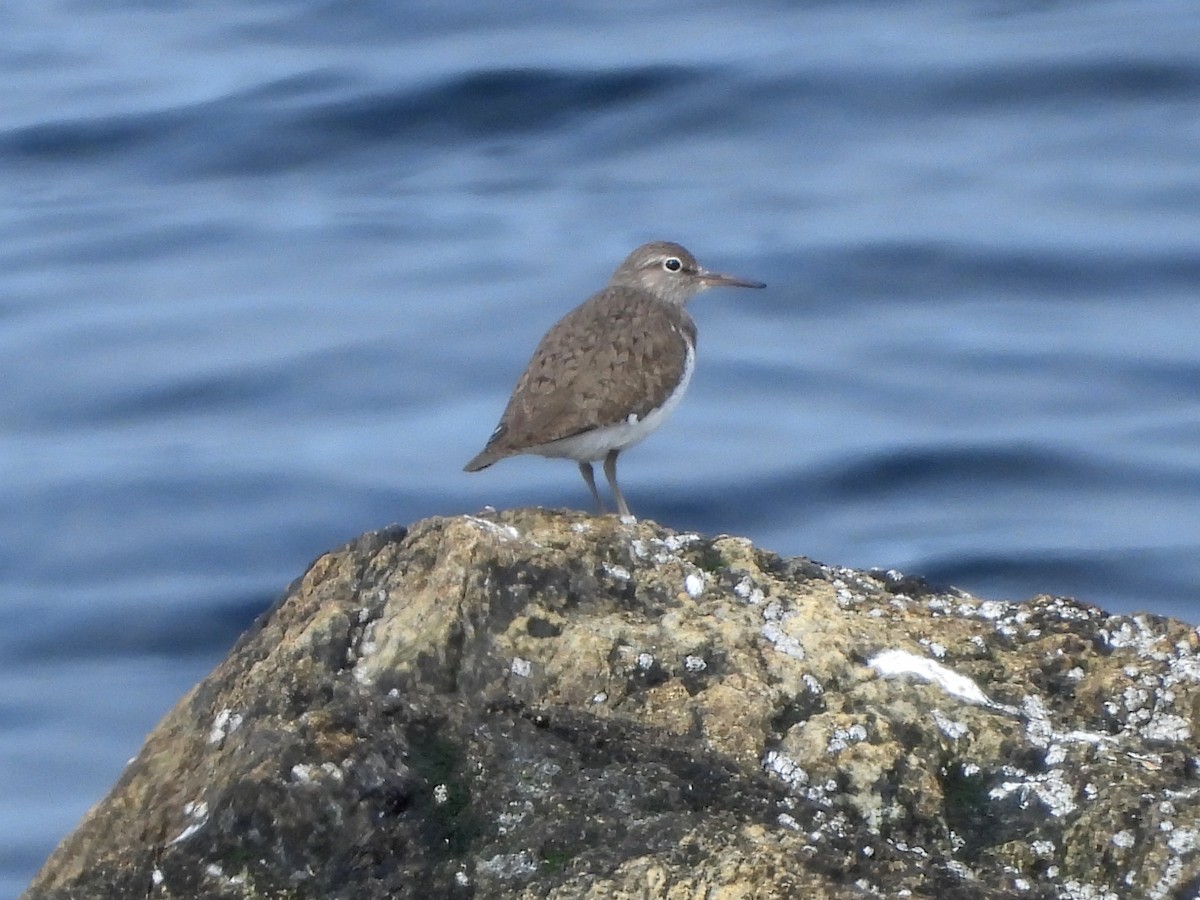 Common Sandpiper - ML638516790