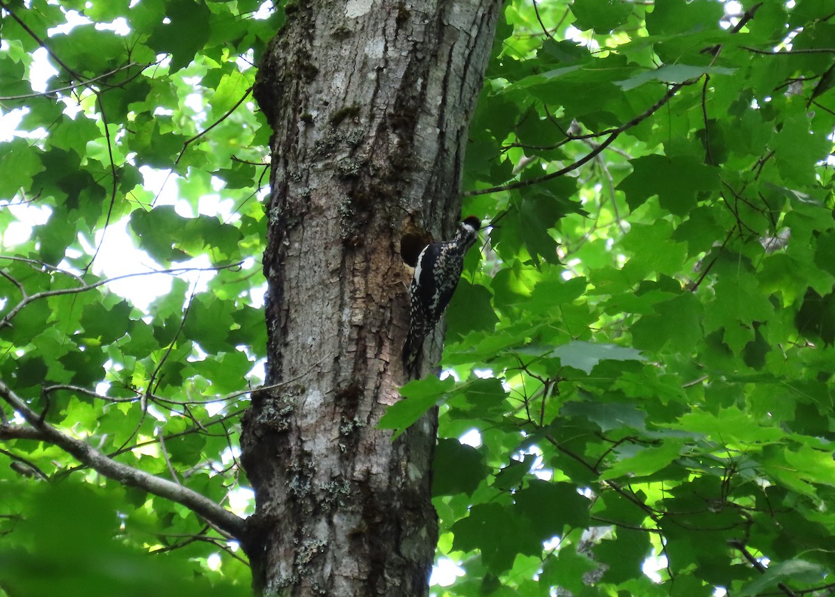 Yellow-bellied Sapsucker - ML638516791
