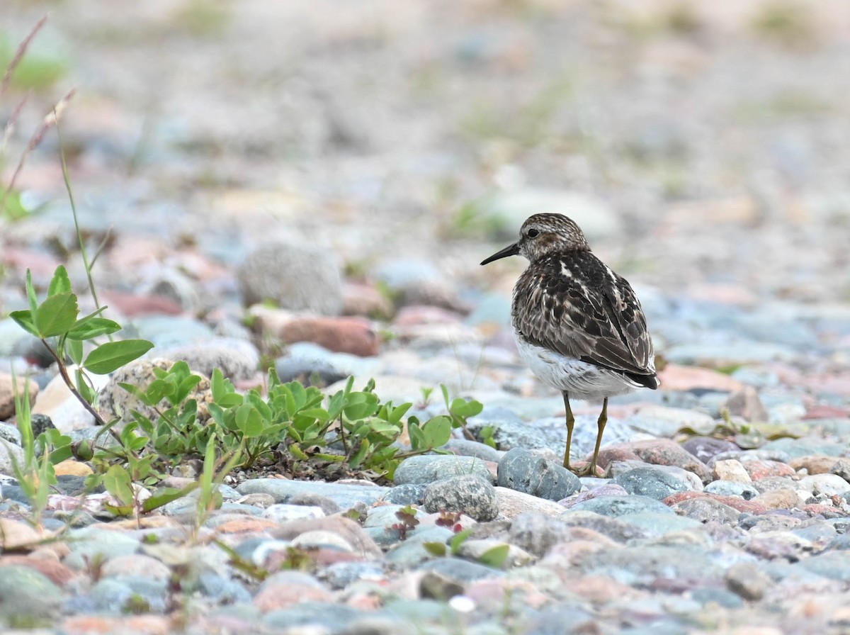 Least Sandpiper - ML638516794