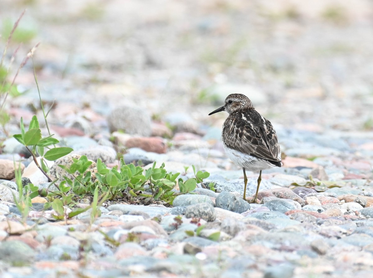 Least Sandpiper - ML638516795