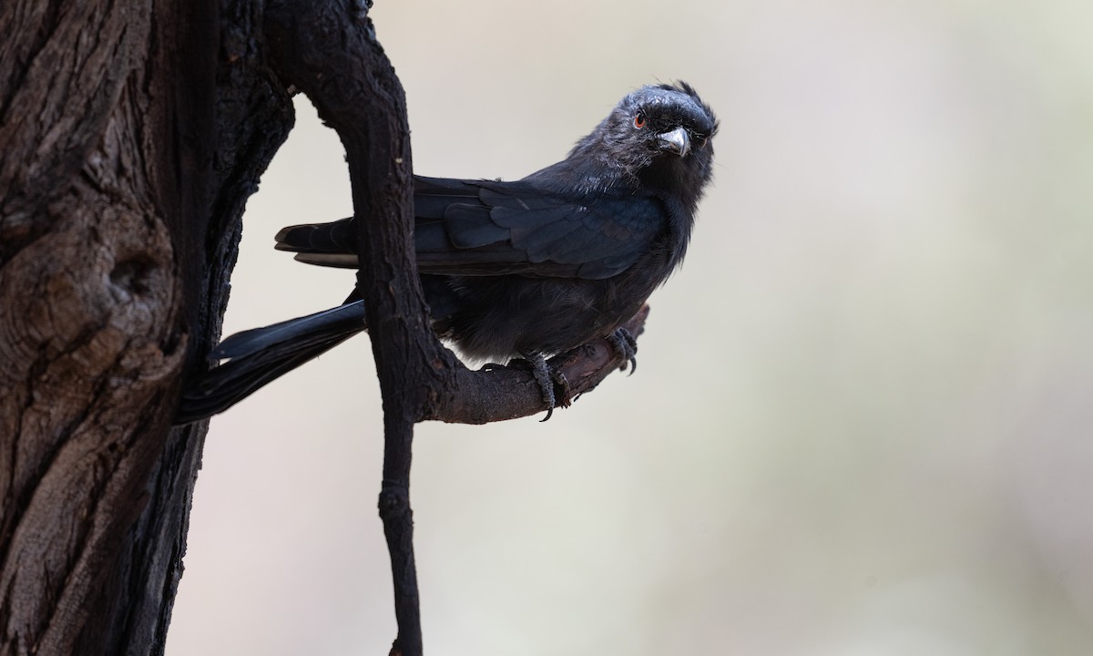 Fork-tailed Drongo - ML638516799
