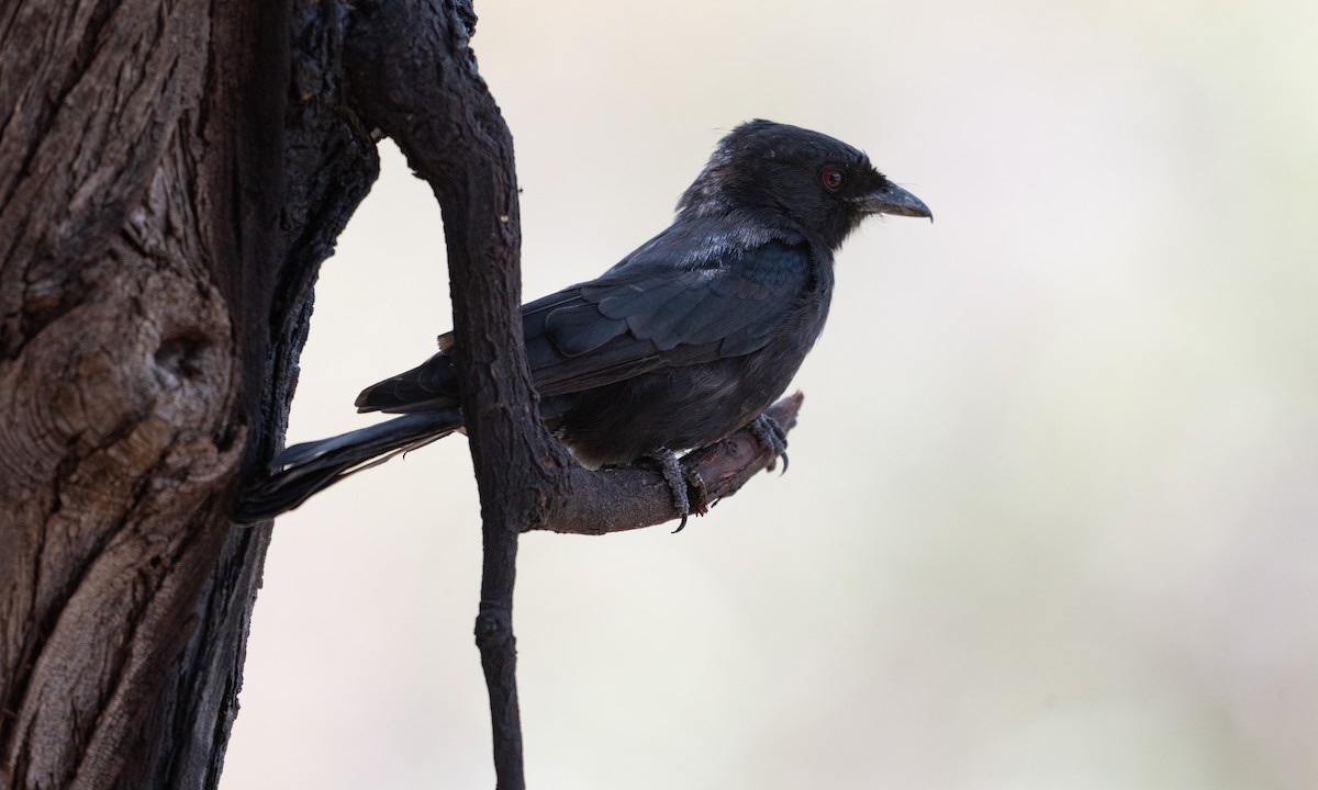 Fork-tailed Drongo - ML638516801