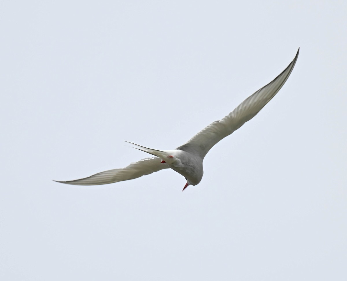 Arctic Tern - ML638516814