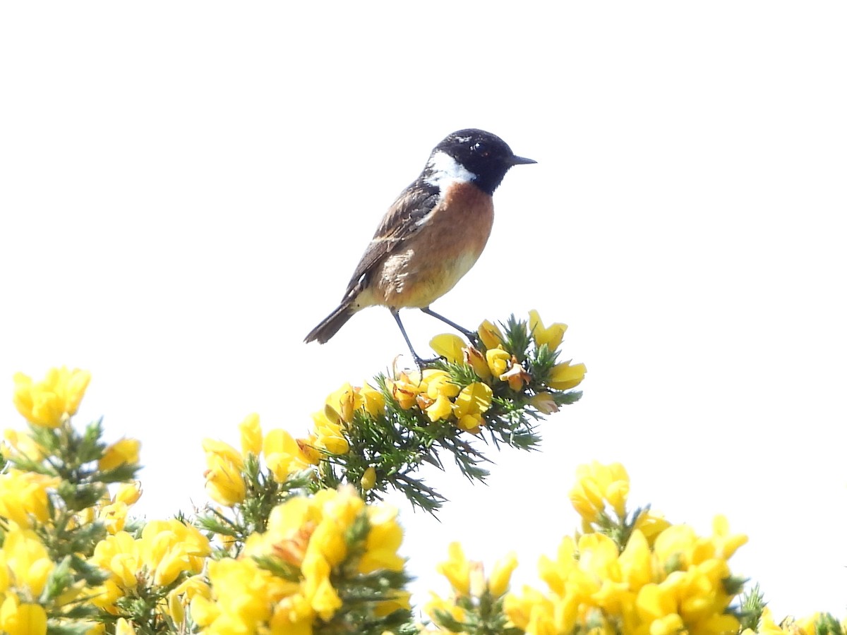 European Stonechat - ML638516816