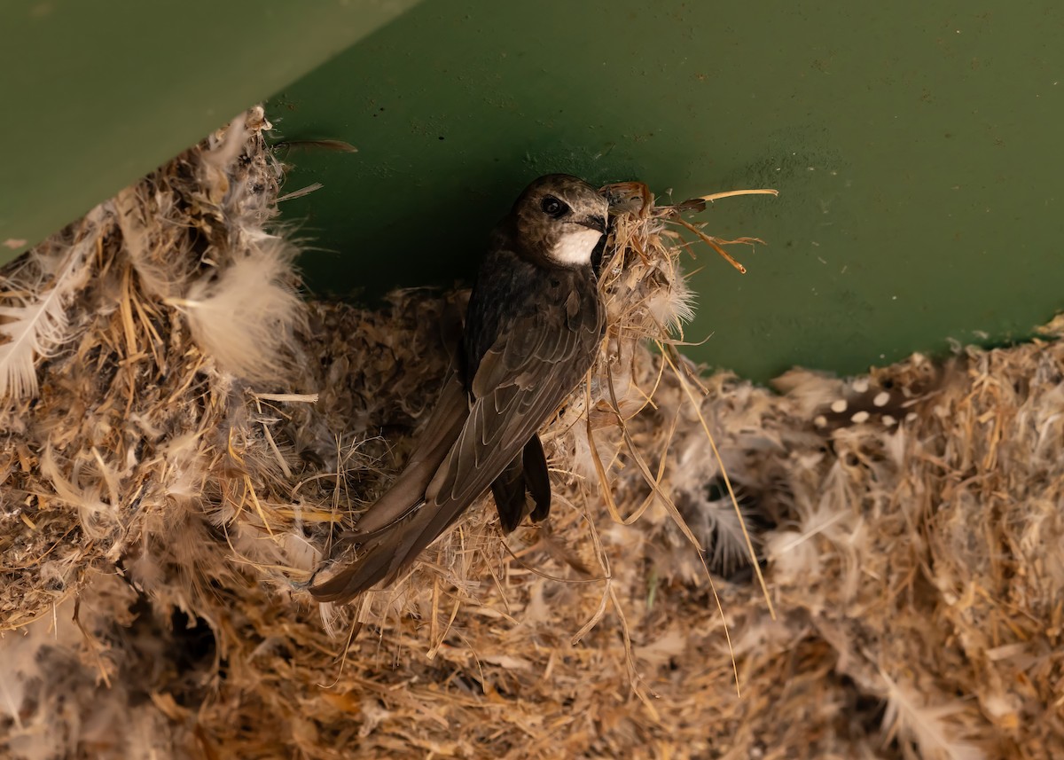 Little Swift - ML638516818