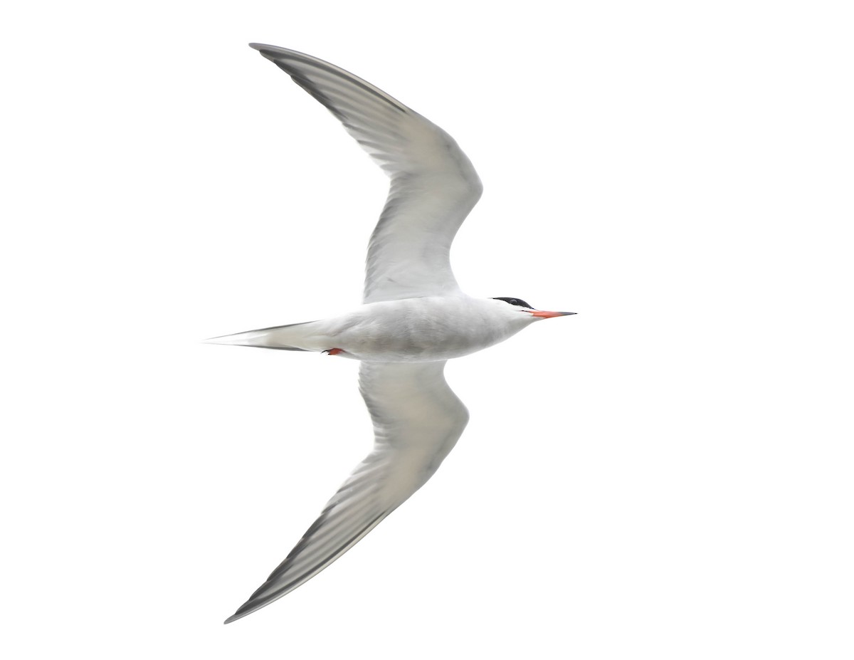Common Tern - ML638516830