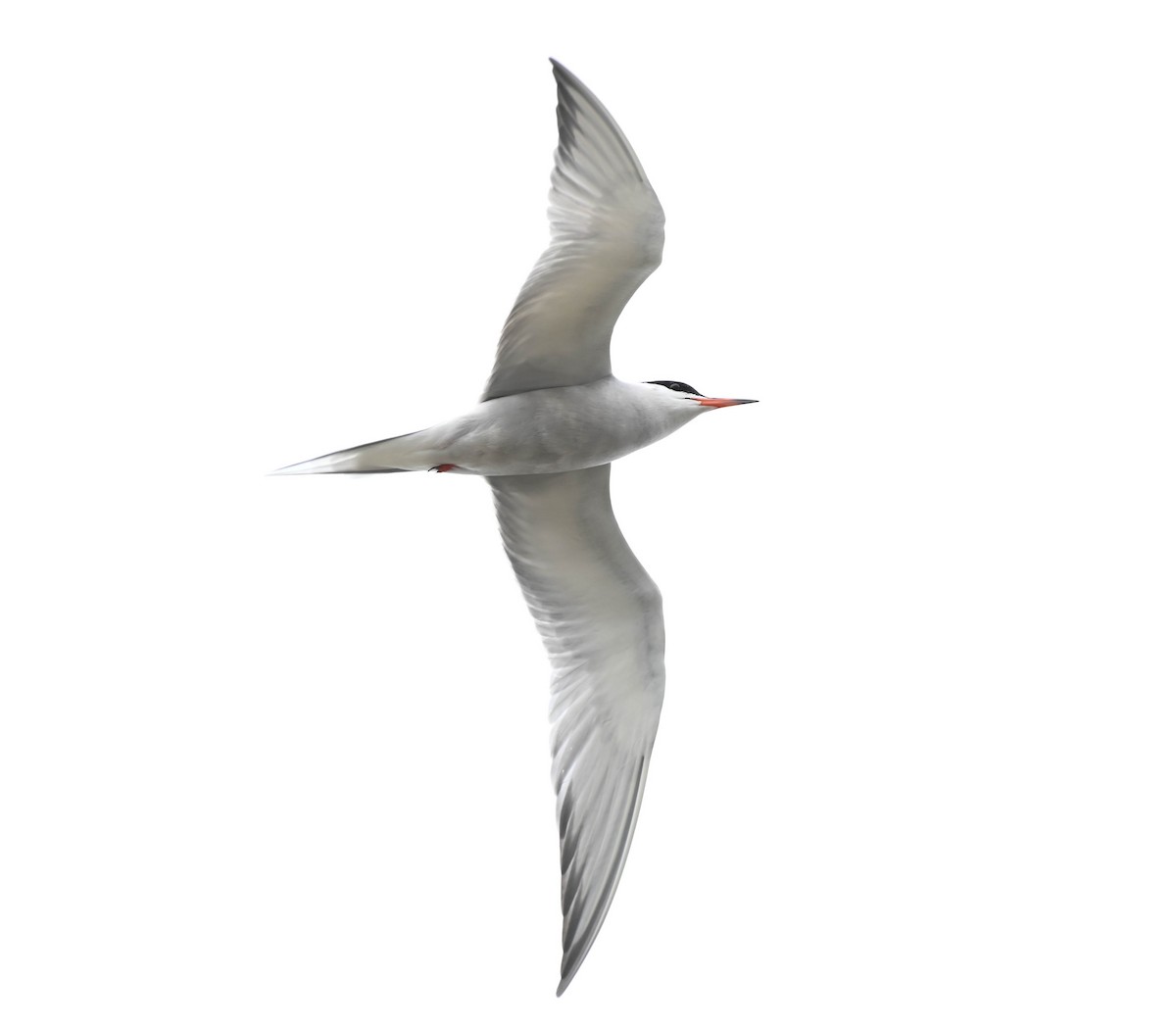 Common Tern - ML638516831