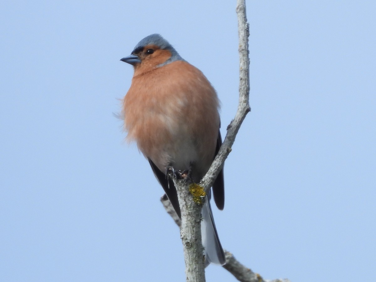 Common Chaffinch - ML638516857