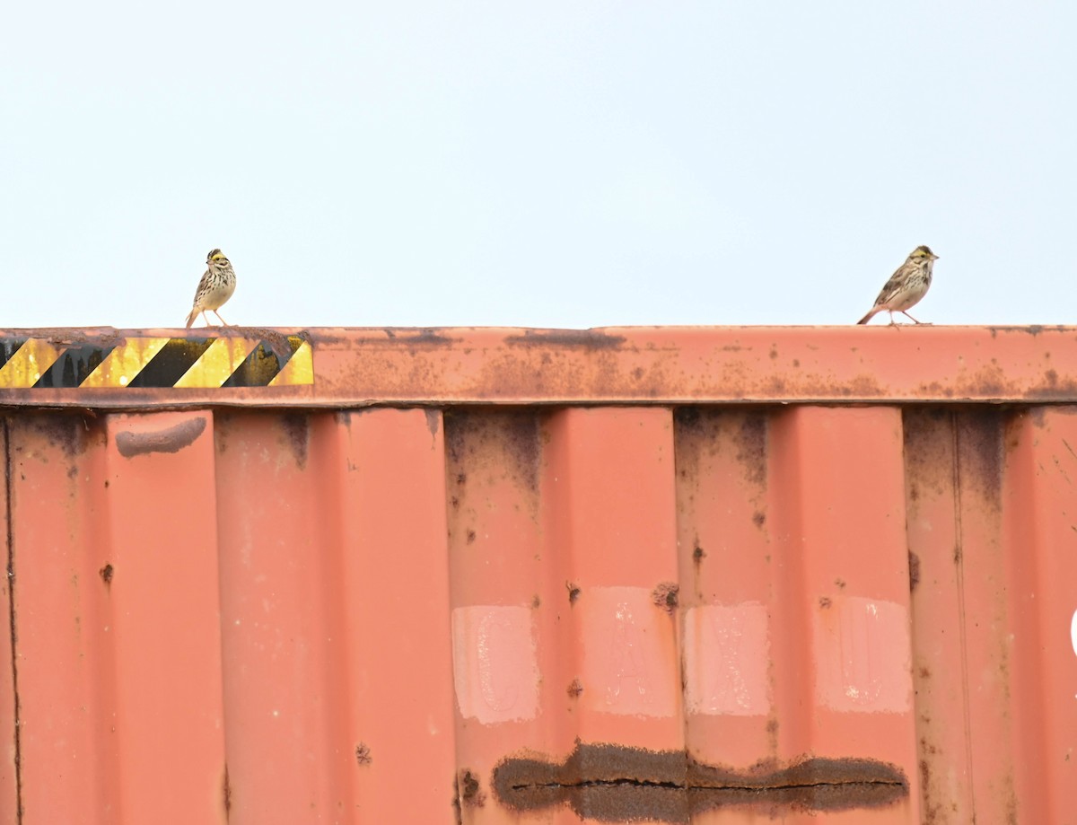 Savannah Sparrow - ML638516879