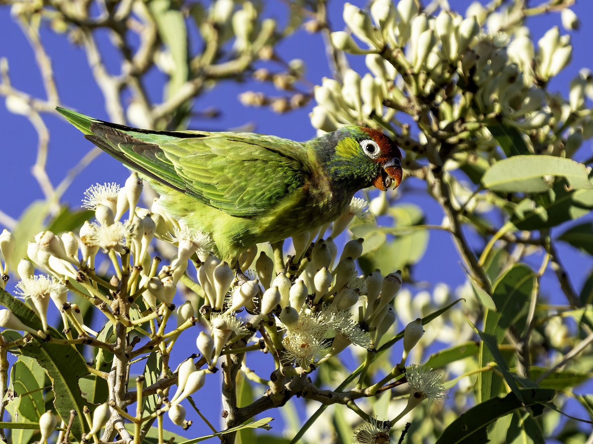 Varied Lorikeet - ML638516888