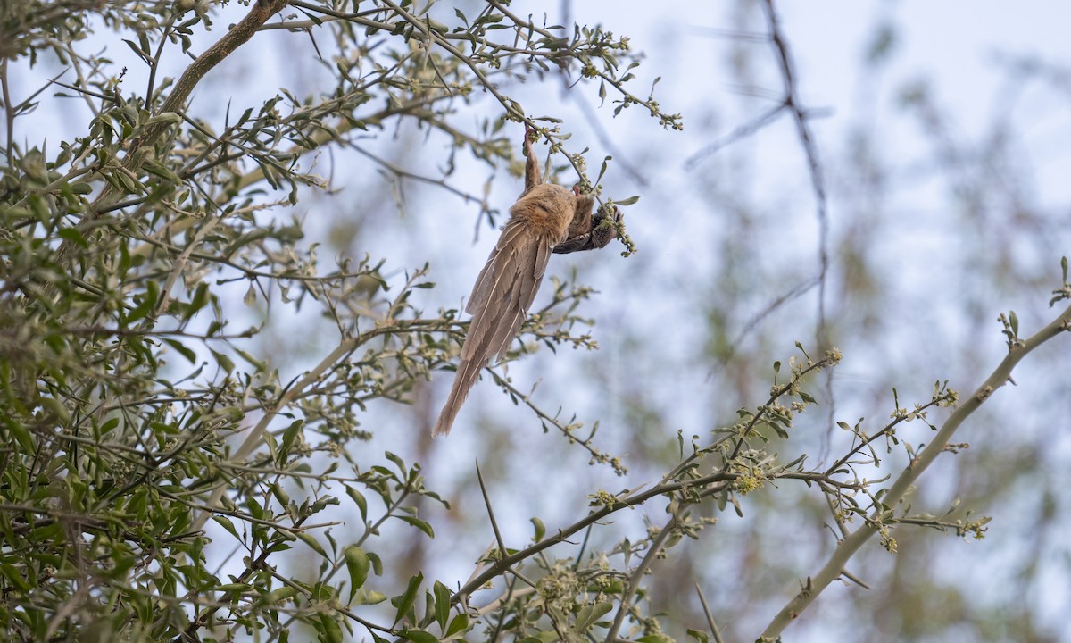White-headed Mousebird - ML638516901