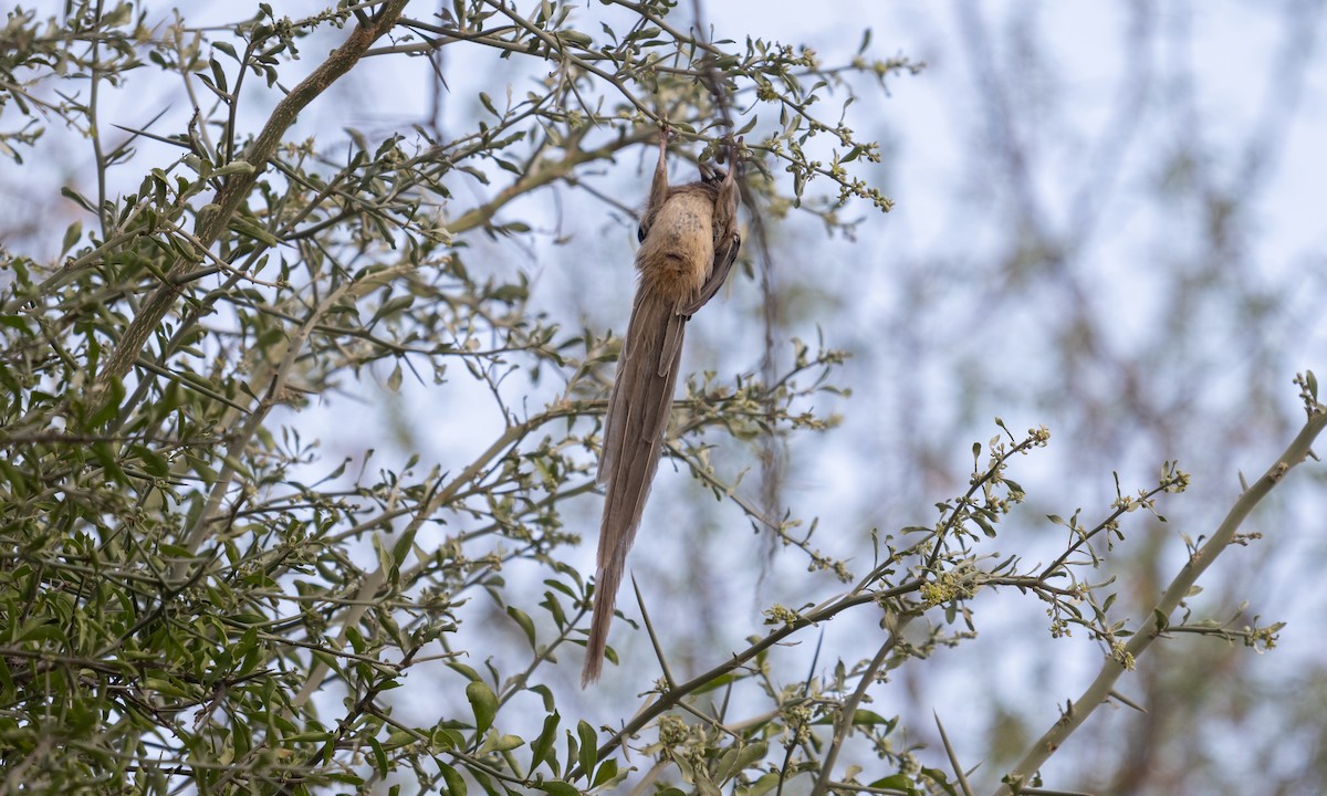 White-headed Mousebird - ML638516902
