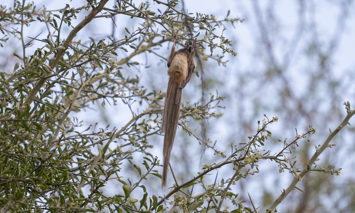 White-headed Mousebird - ML638516903