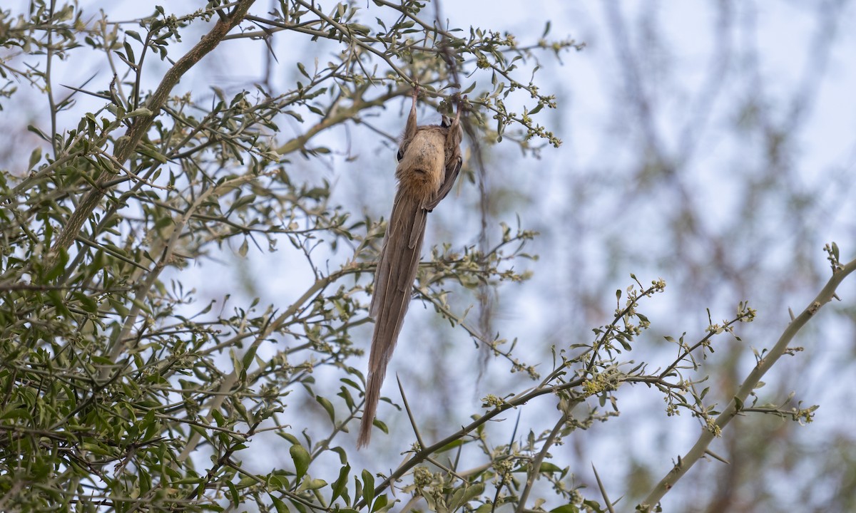 White-headed Mousebird - ML638516904