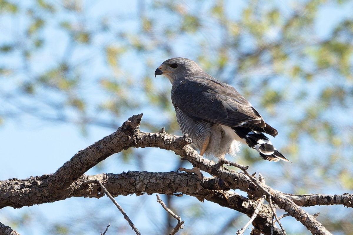 Gray Hawk - ML638516910