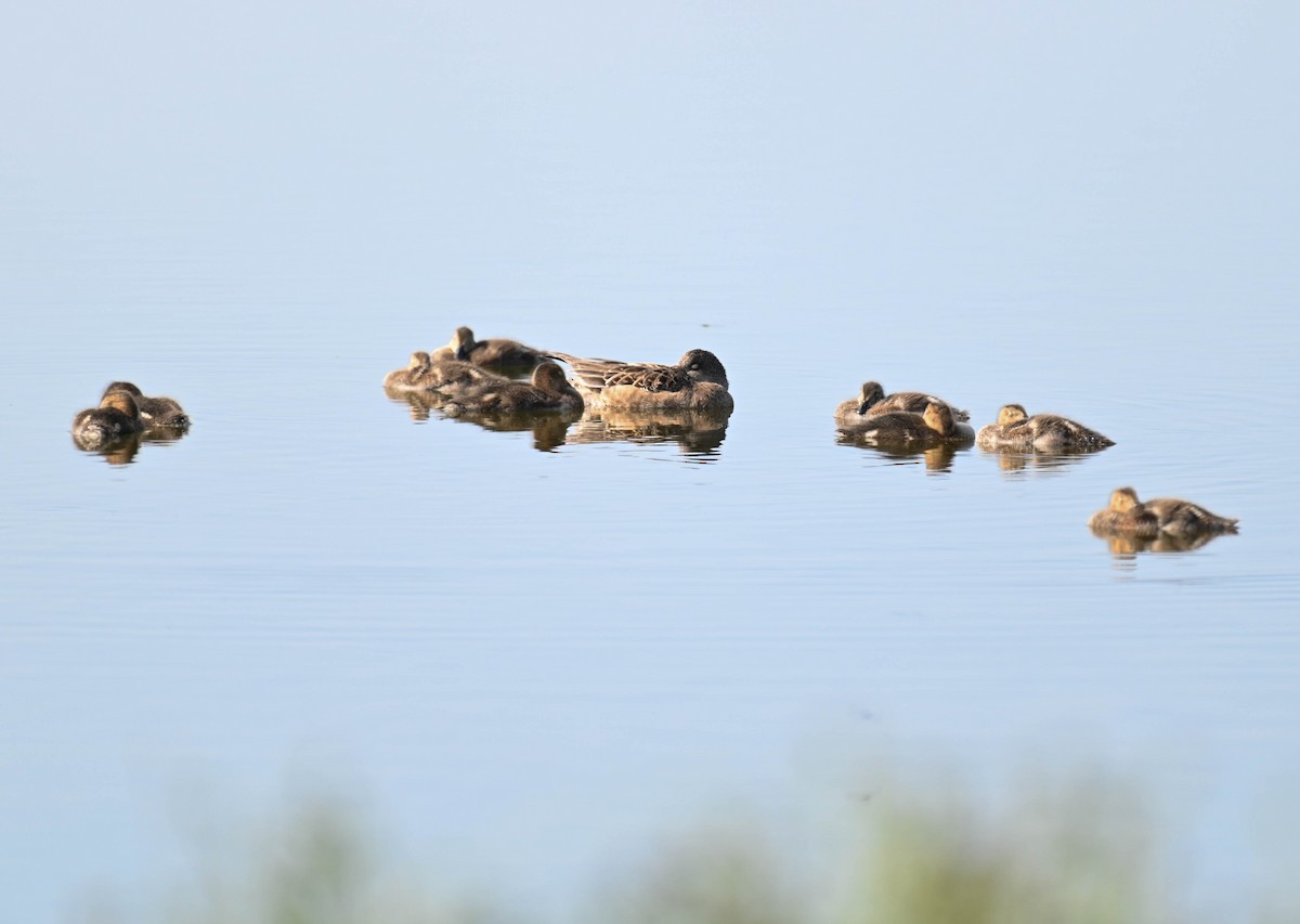 American Wigeon - ML638516925