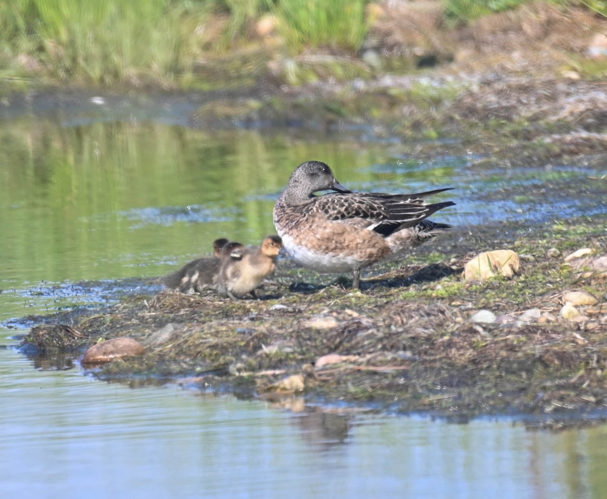 American Wigeon - ML638516926