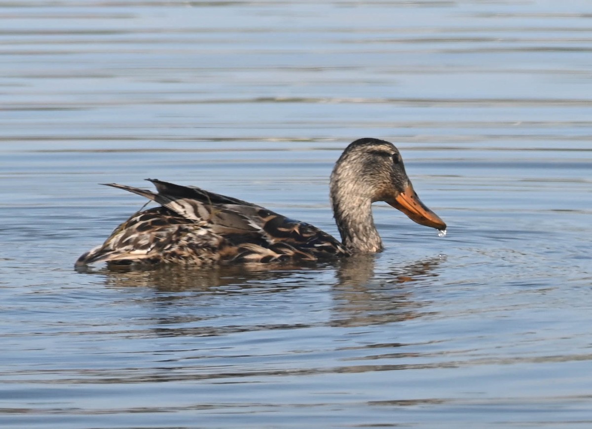 Mallard - ML638516934