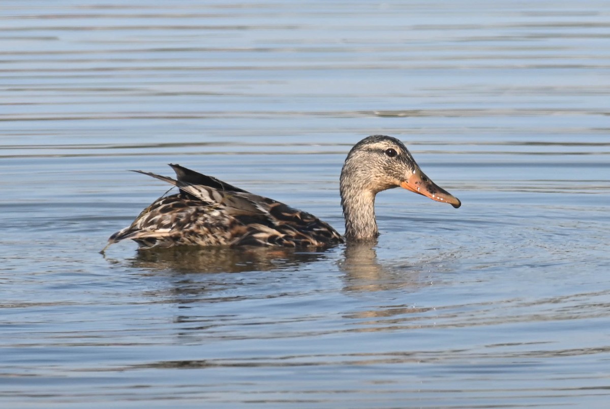 Mallard - ML638516935