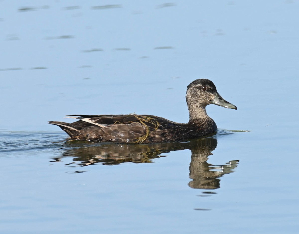 American Black Duck - ML638516945