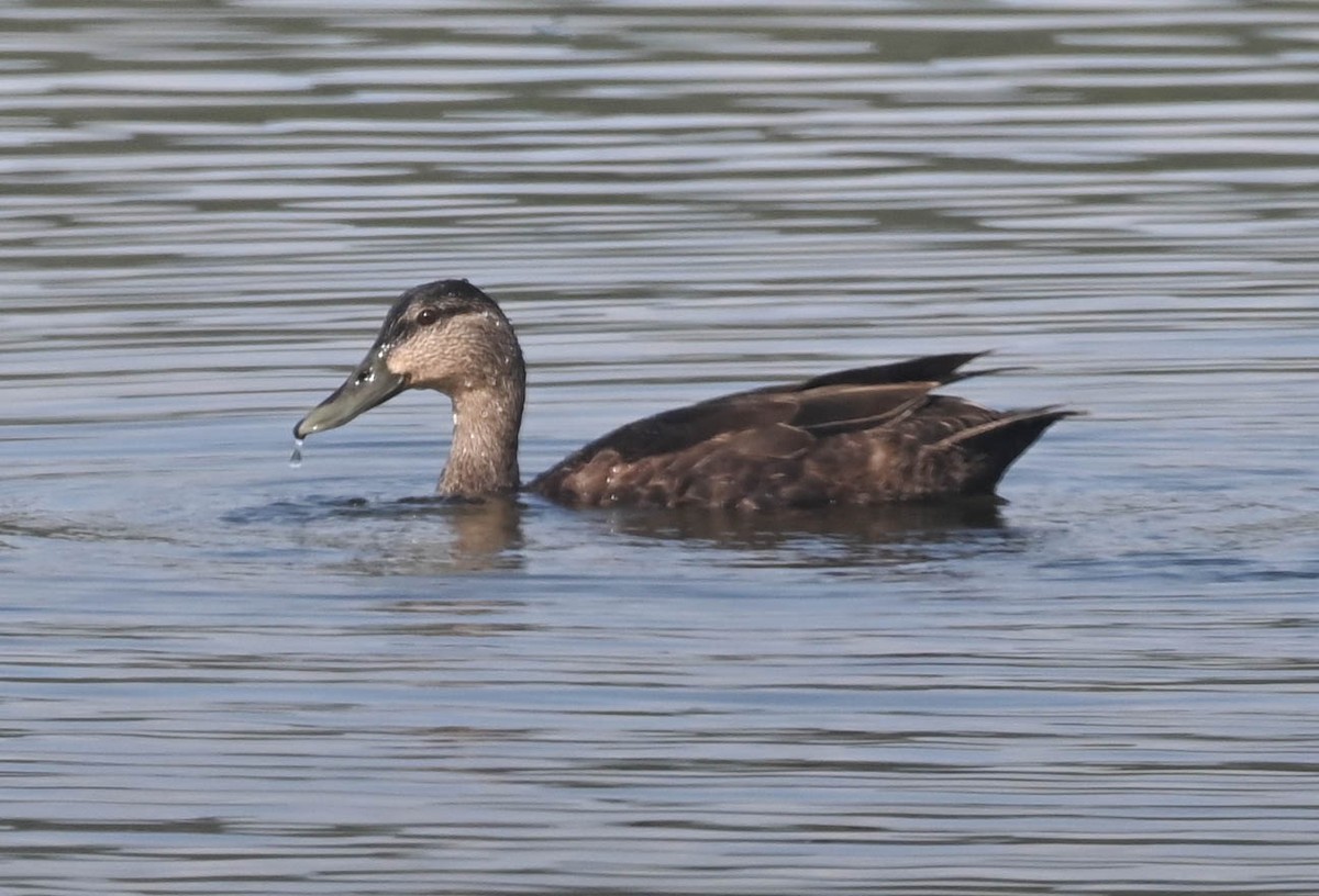 American Black Duck - ML638516946