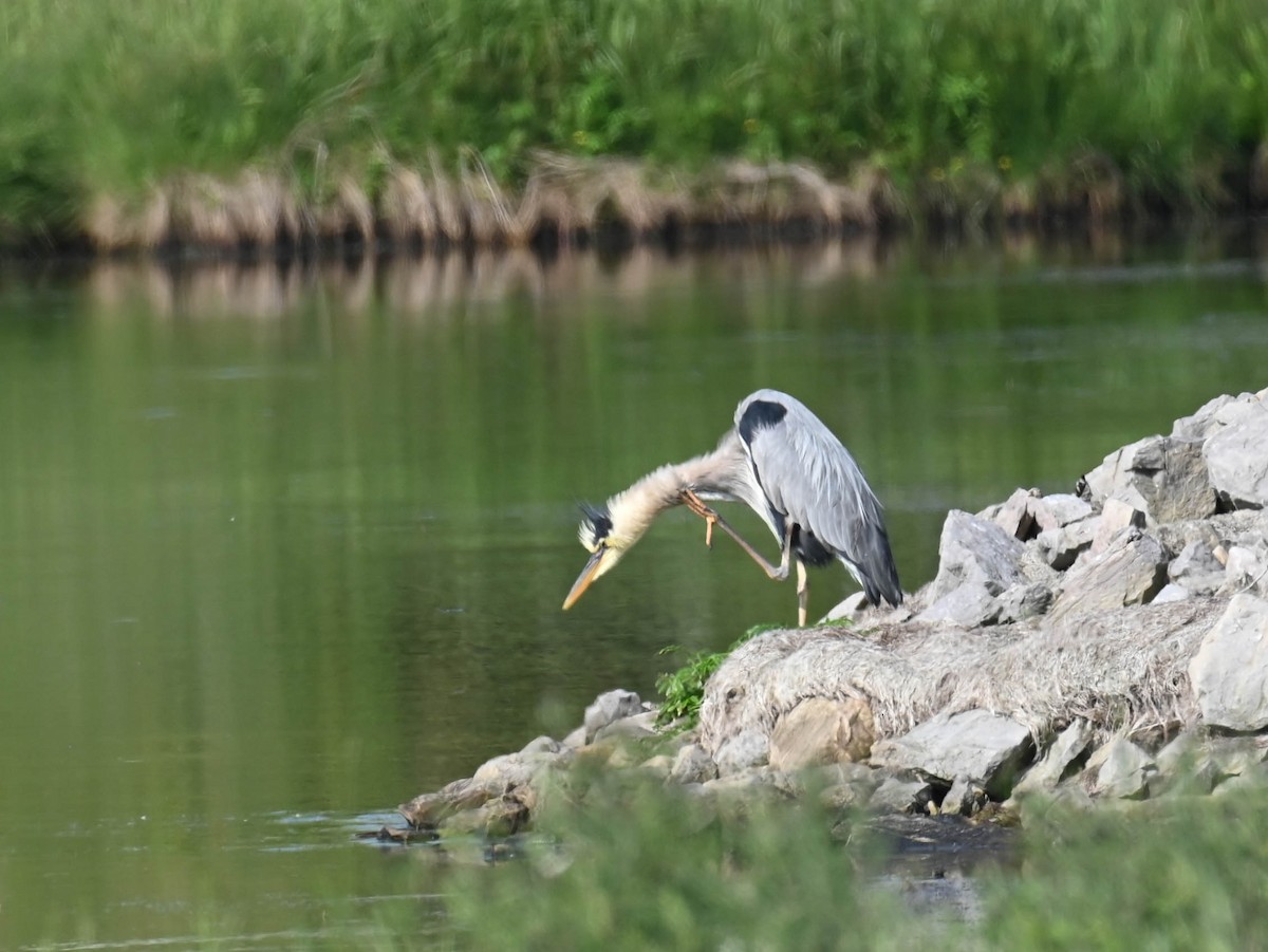 Great Blue Heron - ML638516968